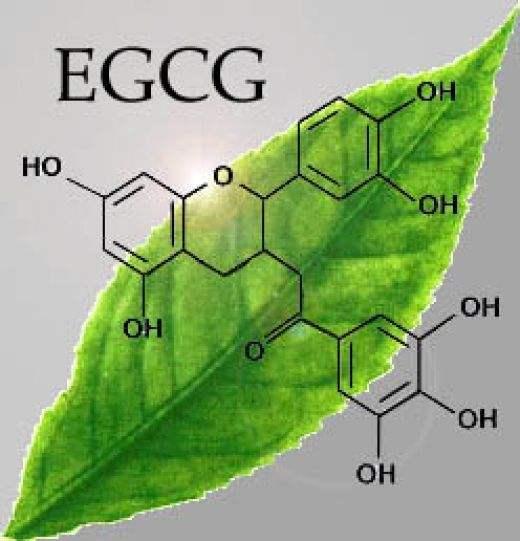 EGCG减重法,你从没见过的减肥方法!