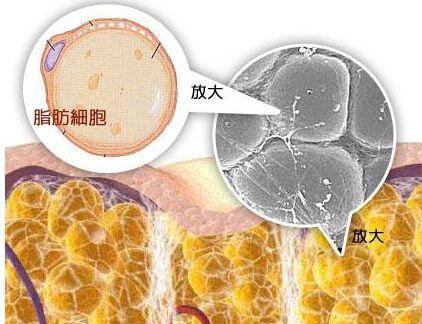 EGCG减重法,你从没见过的减肥方法!