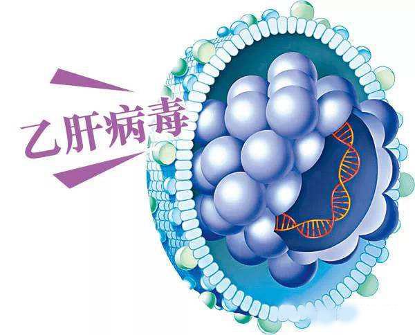 史上最全的慢性乙型肝炎预防手册，读完你就是半个专家！