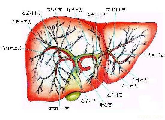 爱护自己的肝脏，这3件事，你做到了吗？